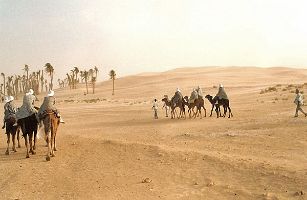 Camels_Douz_a
